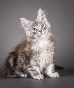 Maine Coon cat