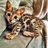 Bengal Kittens