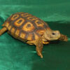 Speke’s Hingeback Tortoise