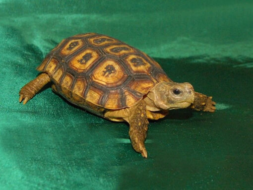 Speke’s Hingeback Tortoise