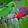 Solomon Island Eclectus