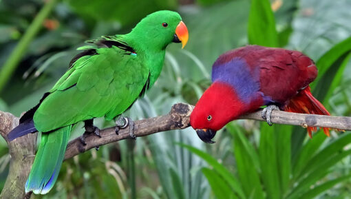 Solomon Island Eclectus