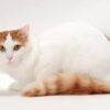 Turkish Van cat