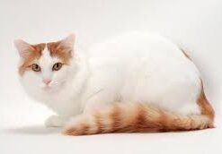 Turkish Van cat