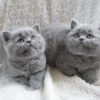 british shorthair cat