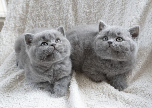 british shorthair cat