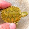 Pastel Red Ear Slider Turtle