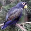 Bronze Winged Pionus