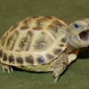 Baby Russian Tortoise