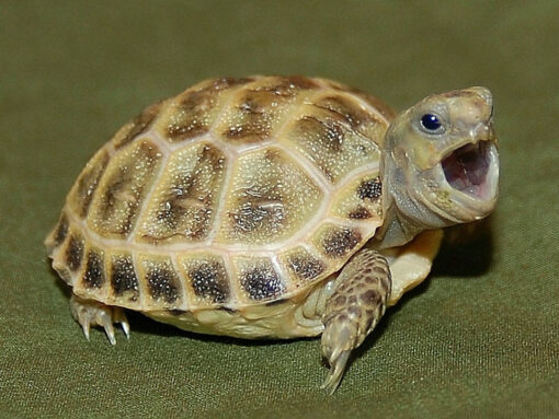 Baby Russian Tortoise