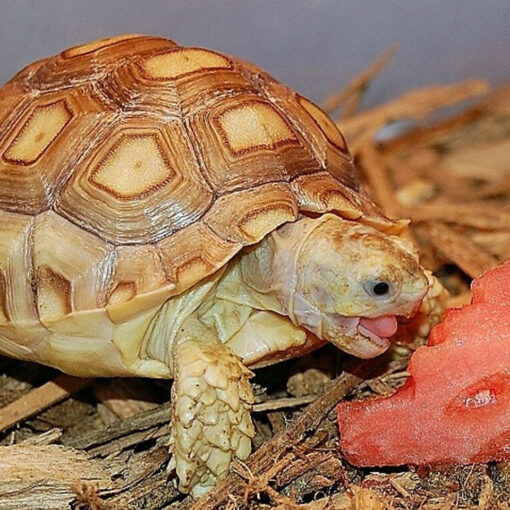 Sulcata Tortoise