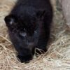 Black Panther Cub