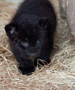 Black Panther Cub