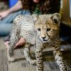 Cheetah Cubs