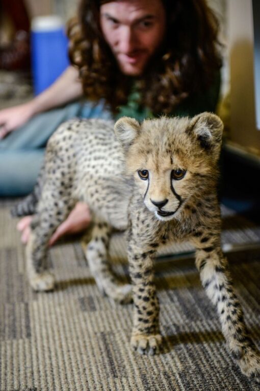 Cheetah Cubs