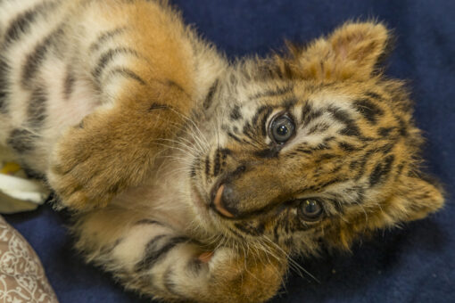 Tiger cubs for sale