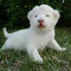 White Lion Cubs for sale