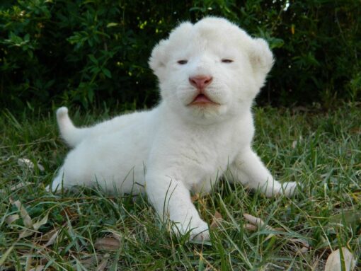 White Lion Cubs for sale