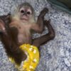 Capuchin Monkey For Sale