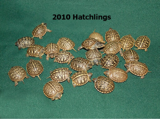 Desert Ornate Box Turtle