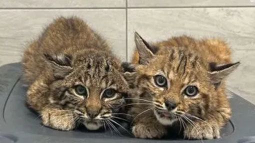 Bobcat kittens