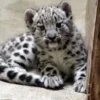 Snow Leopard Cub