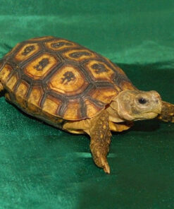 Hingeback Tortoise