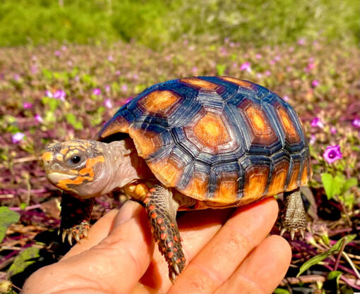 Juvenile Redfoot Tortoise