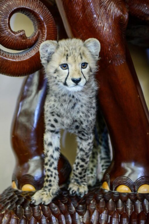 Cheetah Cubs