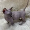 sphynx kitten for sale