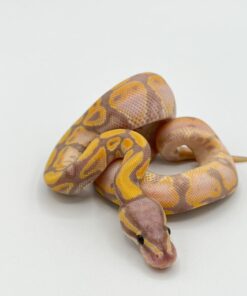 Banana ball pythons