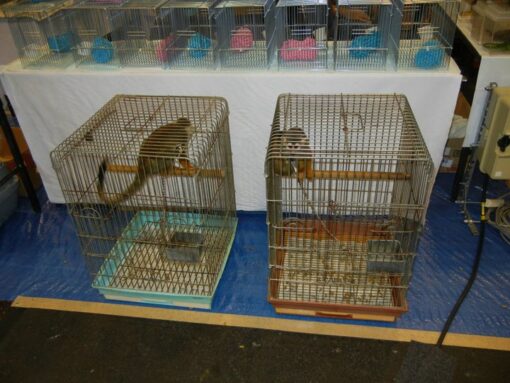 Squirrel monkey for sale