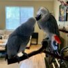 African Grey Parrot For Sale