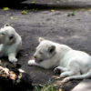 White Lion Cubs for sale