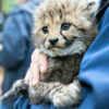 Cheetah Cubs