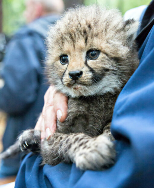 Cheetah Cubs