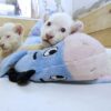 White Lion Cubs for sale