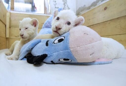 White Lion Cubs for sale