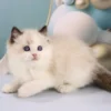 Ragdoll Cat for sale