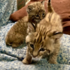 Bobcat kittens For Sale