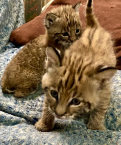 Bobcat kittens For Sale