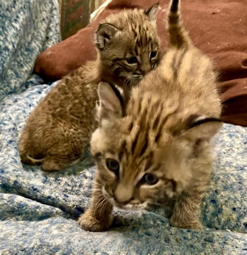 Bobcat kittens For Sale