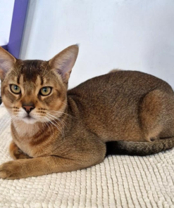 chausie cat for sale