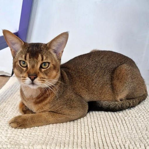 chausie cat for sale