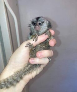 marmoset monkeys