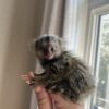 marmoset monkeys