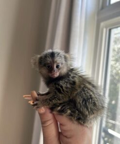 marmoset monkeys