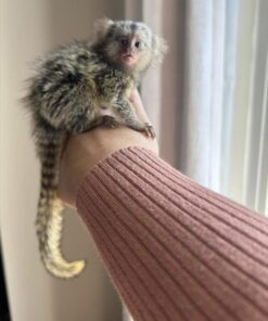 Finger monkey