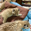 Bobcat kittens