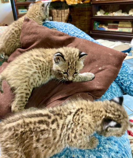 Bobcat kittens